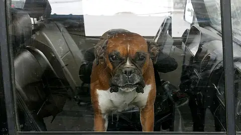 Mascota en un coche