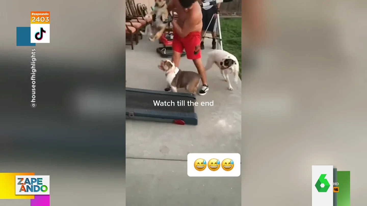 Zapeando celebra el Día Mundial del Perro con esta recopilación de divertidos vídeos virales Zapeando celebra el Día Mundial del Perro con esta recopilación de divertidos vídeos virales