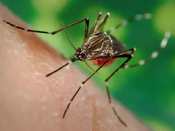 Una hembra de una cepa de mosquitos llamada LVP-IB12 Una hembra de una cepa de mosquitos llamada LVP-IB12
