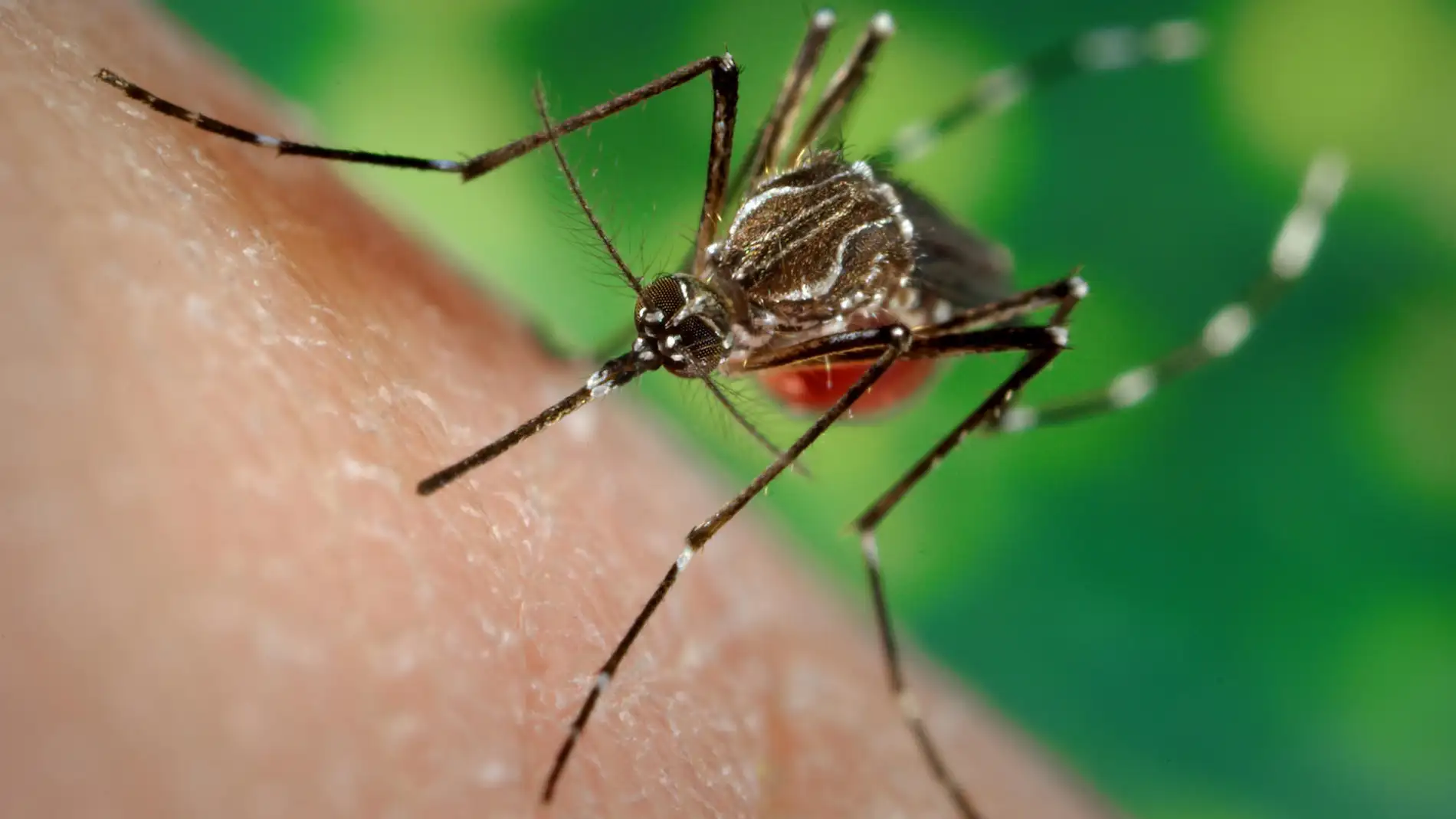 Una hembra de una cepa de mosquitos llamada LVP-IB12