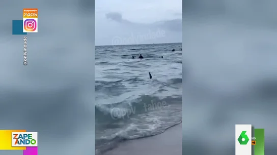 Un tiburón siembra el pánico en una playa de Florida Un tiburón siembra el pánico en una playa de Florida
