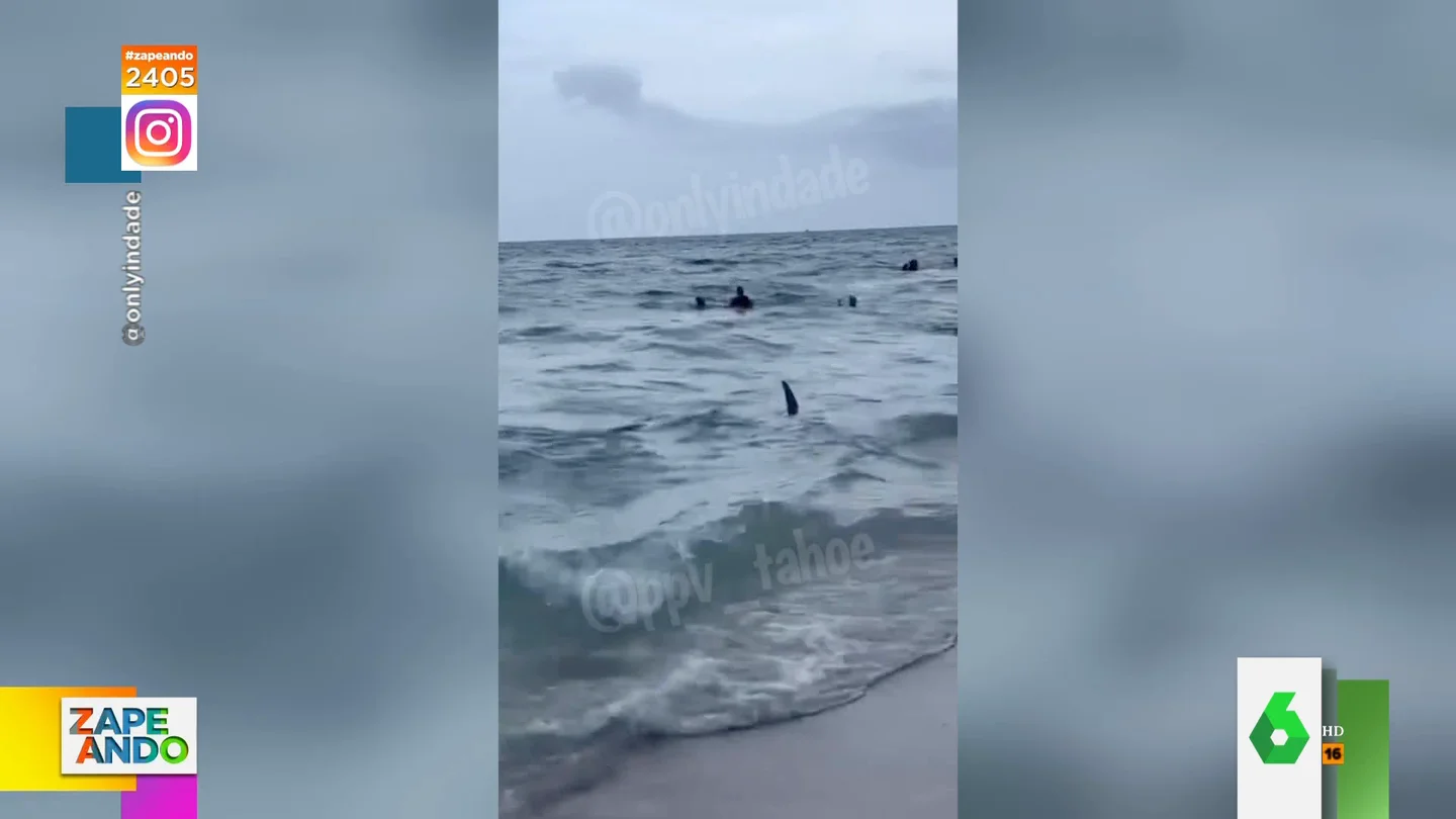 Un tiburón siembra el pánico en una playa de Florida Un tiburón siembra el pánico en una playa de Florida