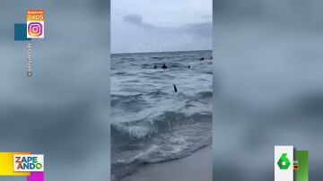 Un tiburón siembra el pánico en una playa de Florida