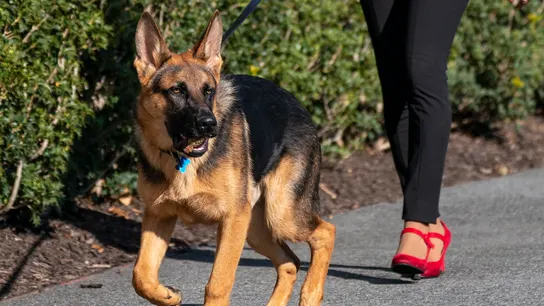 Los ataques del perro de Biden a miembros del Servicio Secreto llevan a reestructurar los protocolos de seguridad Los ataques del perro de Biden a miembros del Servicio Secreto llevan a reestructurar los protocolos de seguridad