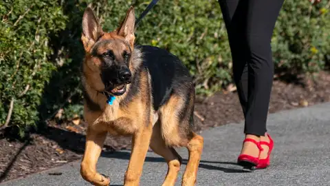 Los ataques del perro de Biden a miembros del Servicio Secreto llevan a reestructurar los protocolos de seguridad