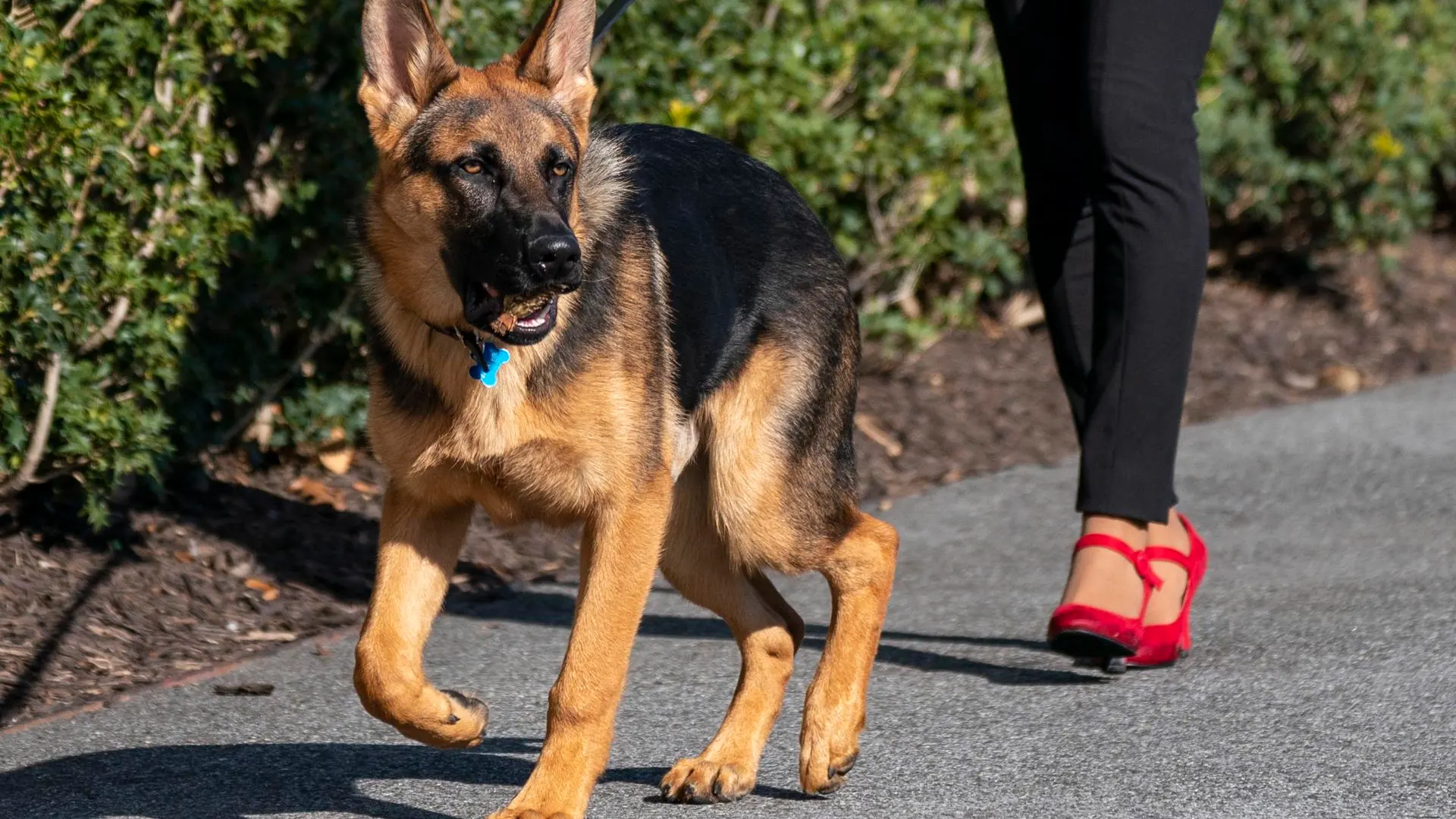 Los ataques del perro de Biden a miembros del Servicio Secreto llevan a reestructurar los protocolos de seguridad