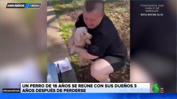 Un anciano perro de 18 años vuelve a encontrarse con su dueña tres años después de haberse perdido