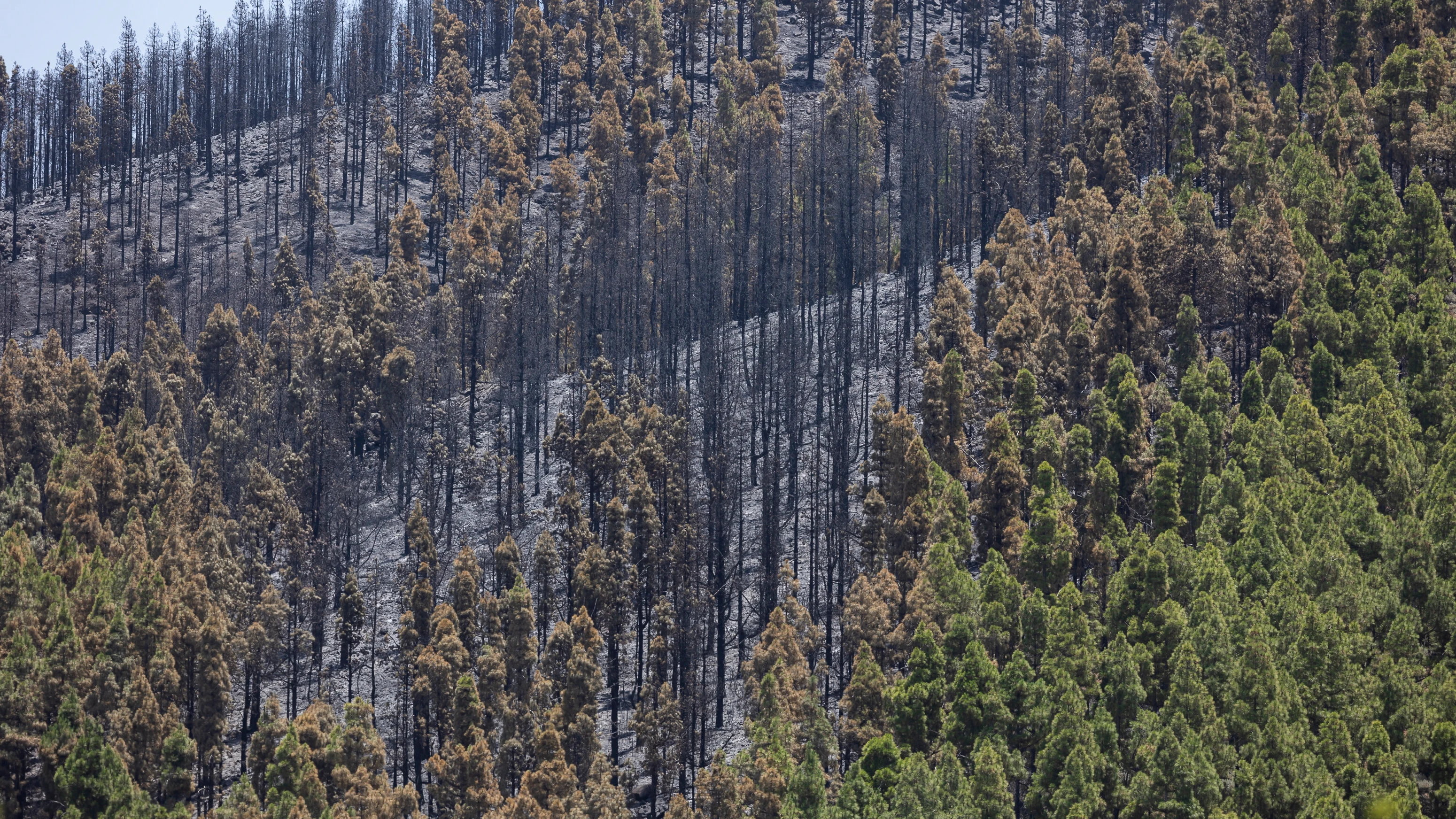 Zona de El Cortijo de las Huertas, en Tejeda (Gran Canaria), donde se inició el incendio