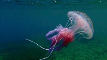 Estas son las medusas más y menos peligrosas para los bañistas