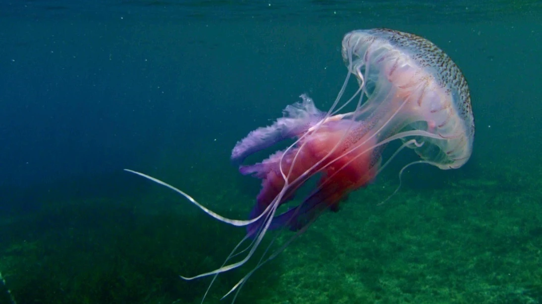 Estas son las medusas más y menos peligrosas para los bañistas