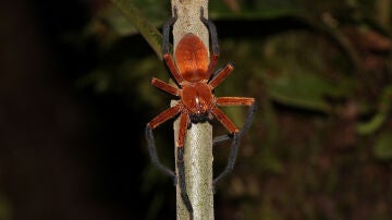 'Sadala rauli', la nueva especie de araña hallada en la selva amazónica de Ecuador