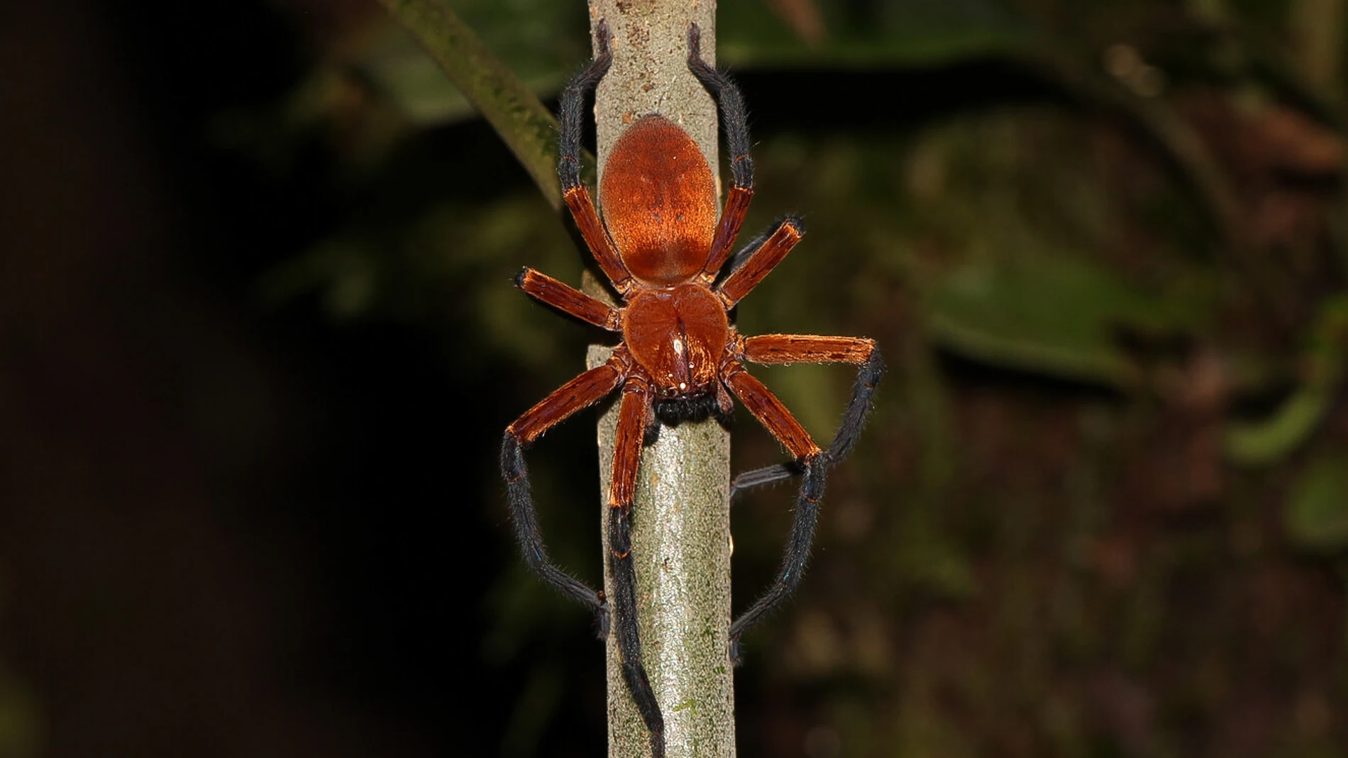 &#39;Sadala rauli&#39;, la nueva especie de araña hallada en la selva amazónica de Ecuador