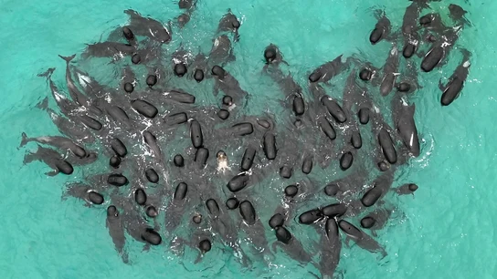 Mueren las 97 ballenas que quedaron varadas en una playa al suroeste de Australia Mueren las 97 ballenas que quedaron varadas en una playa al suroeste de Australia