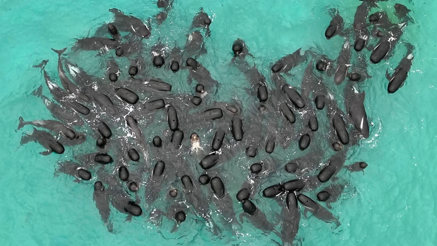 Mueren las 97 ballenas que quedaron varadas en una playa al suroeste de Australia Mueren las 97 ballenas que quedaron varadas en una playa al suroeste de Australia
