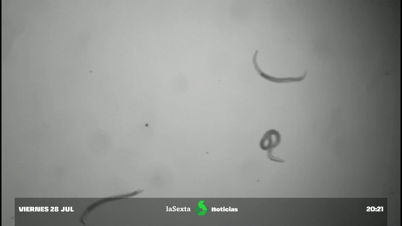 Deutschen Wissenschaftlern ist es gelungen, vor 46.000 Jahren in Sibirien kryogene Würmer wiederzubeleben Deutschen Wissenschaftlern ist es gelungen, vor 46.000 Jahren in Sibirien kryogene Würmer wiederzubeleben