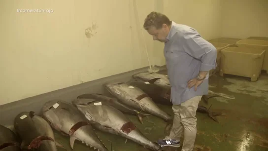 Chicote entra en una nave clandestina que almacena atún rojo tras la Guardia Civil: "Está lleno de moscas y mierda" Chicote entra en una nave clandestina que almacena atún rojo tras la Guardia Civil: "Está lleno de moscas y mierda"