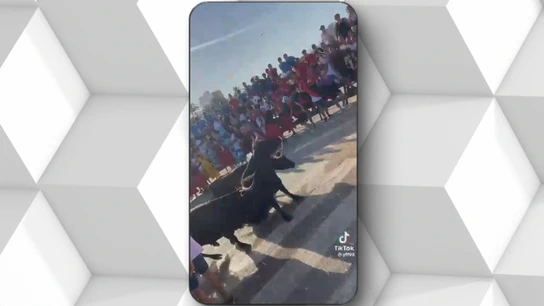 La liberación por error de nueve toros durante un pasacalles desata el pánico en un pueblo de Alicante La liberación por error de nueve toros durante un pasacalles desata el pánico en un pueblo de Alicante