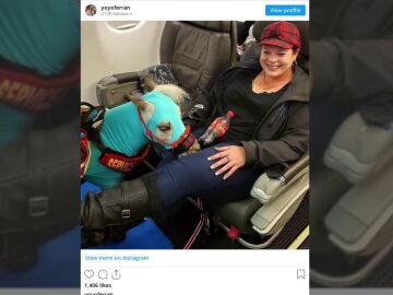 Una mujer estadounidense compra un vuelo de primera clase para viajar con su pony