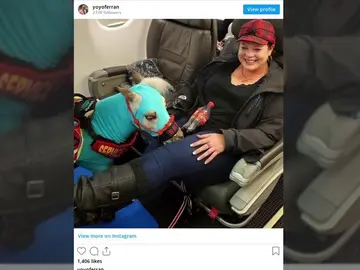 Una mujer estadounidense compra un vuelo de primera clase para viajar con su pony Una mujer estadounidense compra un vuelo de primera clase para viajar con su pony