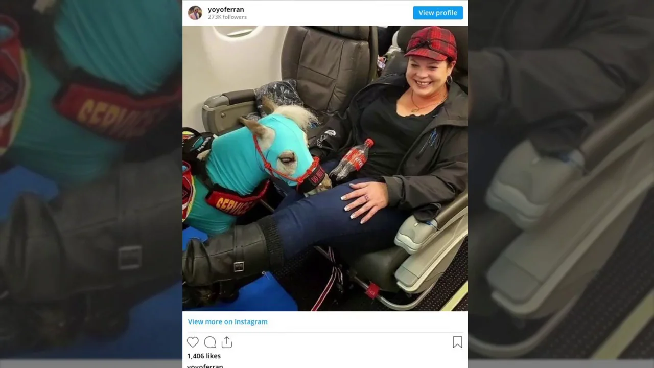 Una mujer estadounidense compra un vuelo de primera clase para viajar con su pony