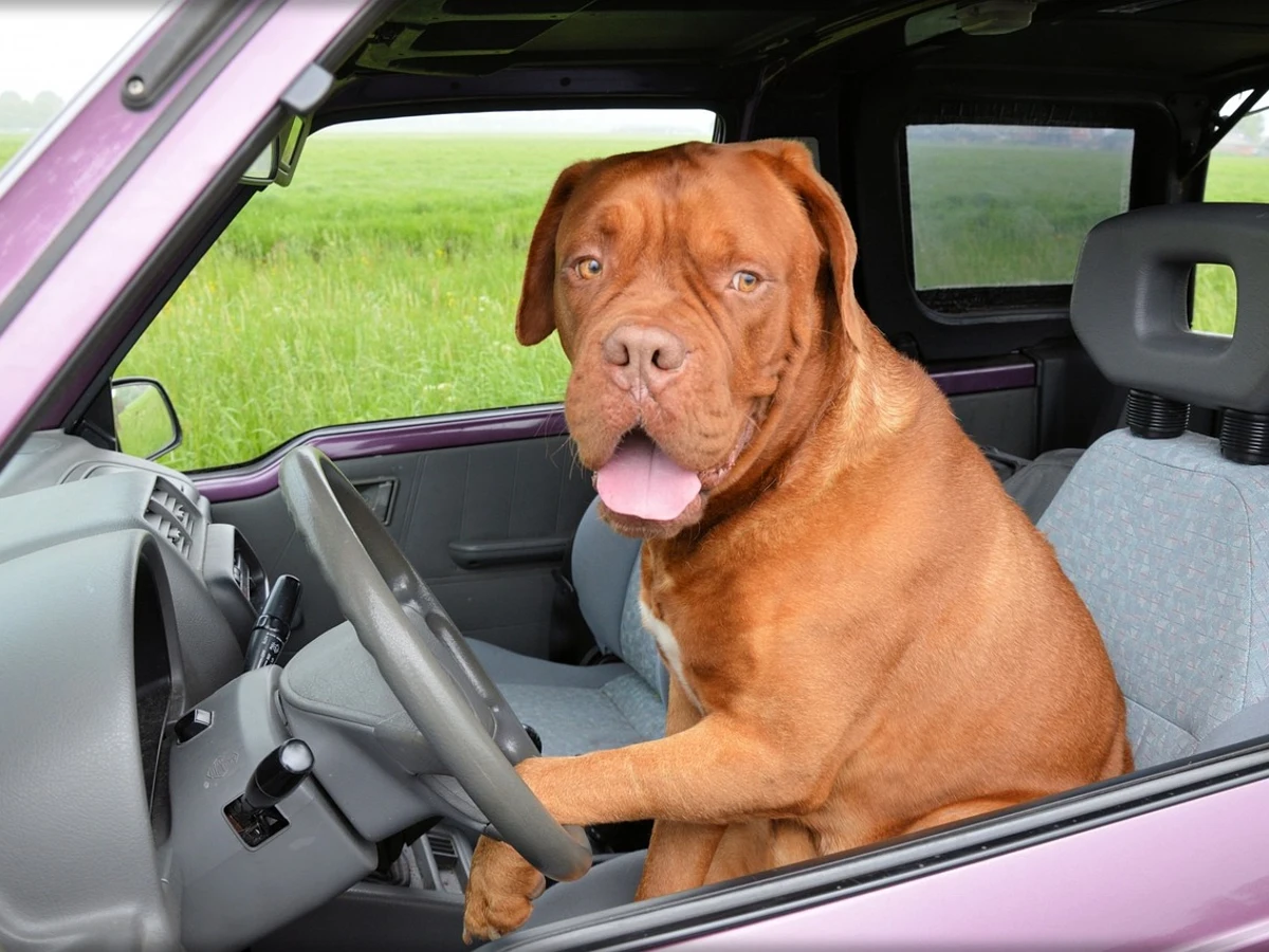 Este es el cinturón de seguridad definitivo para viajar con tu perro en el  coche, con un precio mínimo