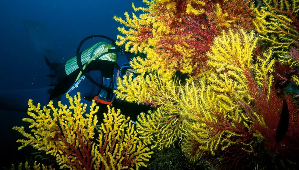 Submarinismo en las islas Medes Submarinismo en las islas Medes