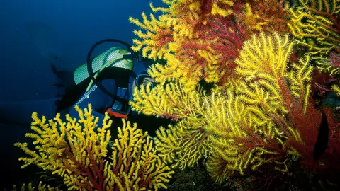 Submarinismo en las islas Medes Submarinismo en las islas Medes