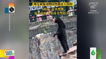 El increíble parecido de un oso con una persona disfrazada que obliga a un zoo de China a pronunciarse