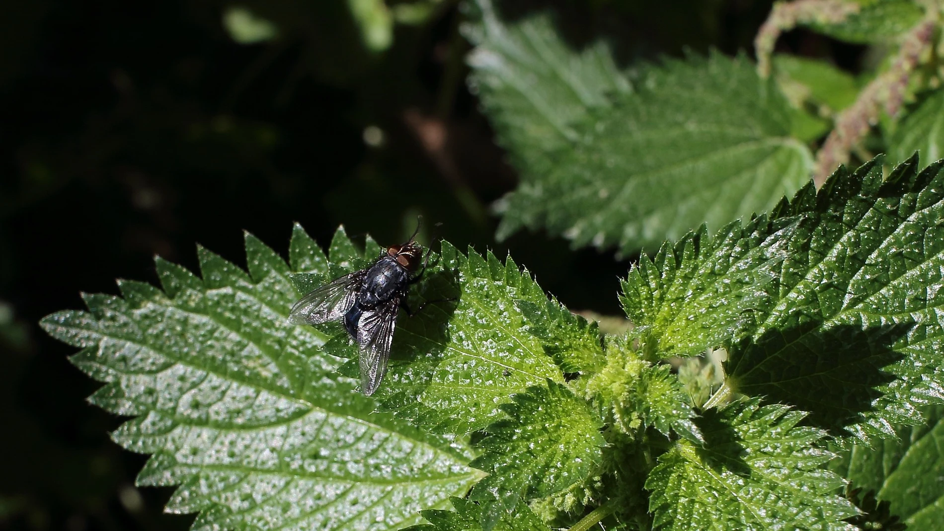 Qué es la mosca negra, cómo es su mordedura y por qué hay una alerta en España por su expansión