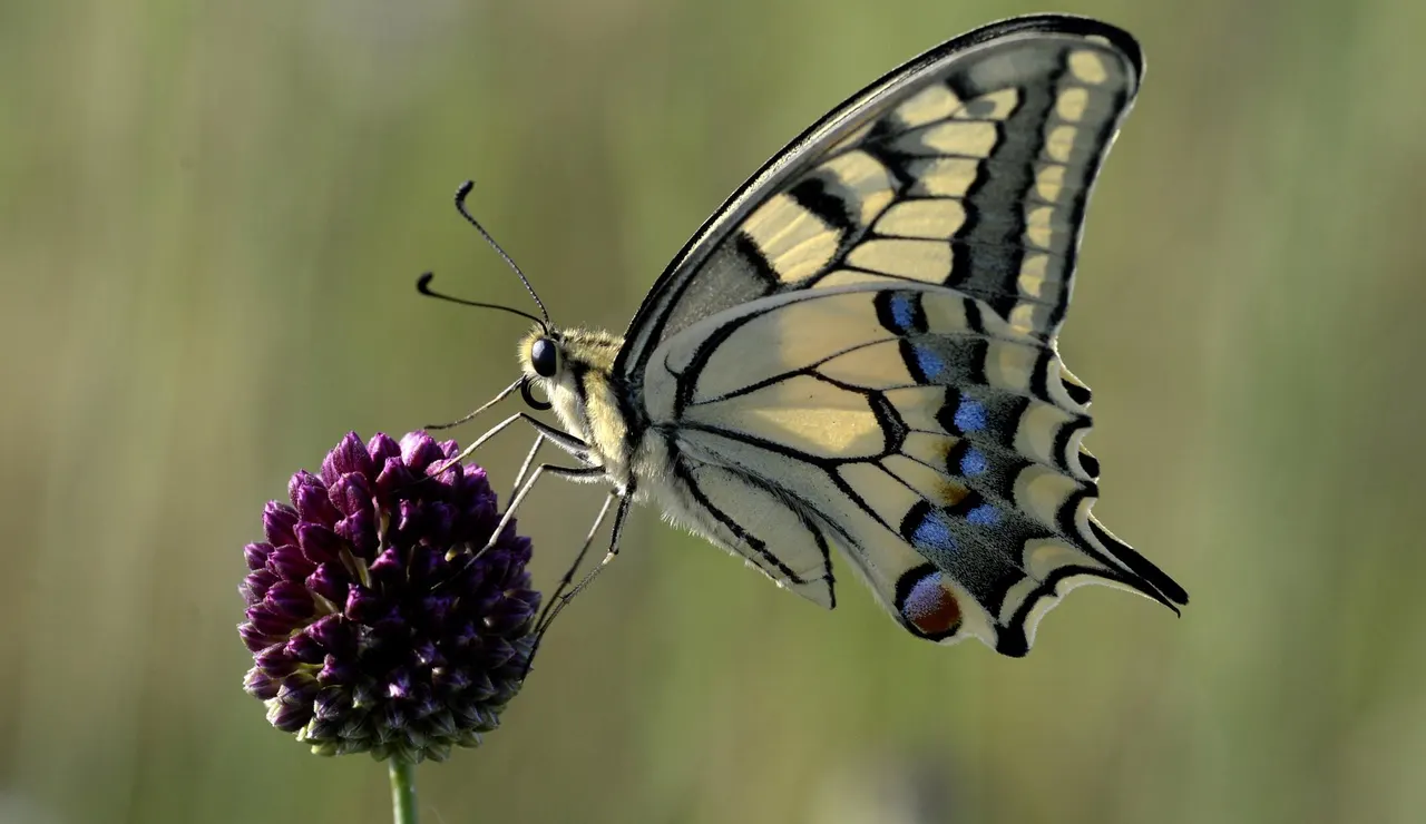 Imagen mariposa