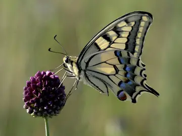 Imagen mariposa Imagen mariposa