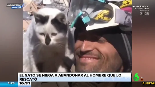 Así es 'Escombro', el gatito rescatado en el terremoto de Turquía y adoptado por su salvador Así es 'Escombro', el gatito rescatado en el terremoto de Turquía y adoptado por su salvador