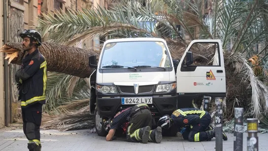 La palmera que causó la muerte de una joven en Barcelona fue revisada en enero este año La palmera que causó la muerte de una joven en Barcelona fue revisada en enero este año