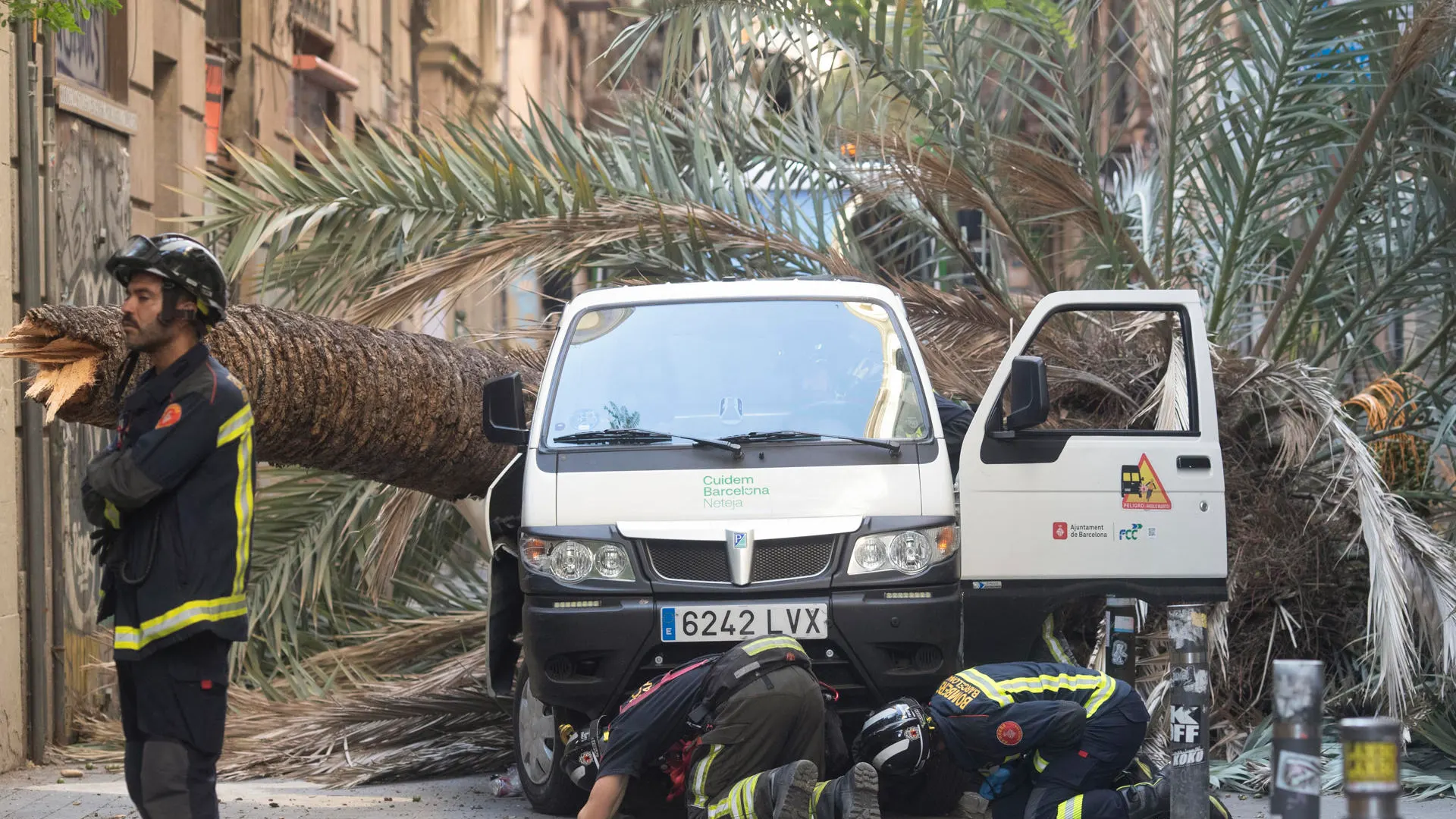 La palmera que causó la muerte de una joven en Barcelona fue revisada en enero este año