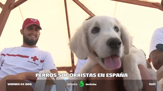 PERROS SOCORRISTAS PERROS SOCORRISTAS