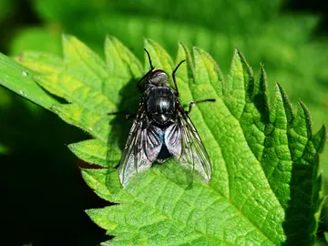 Mosca negra: qué es, cómo identificarla y peligros de su picadura Mosca negra: qué es, cómo identificarla y peligros de su picadura