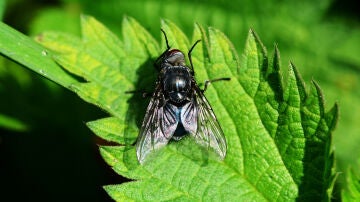Mosca negra: qué es, cómo identificarla y peligros de su picadura
