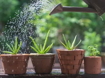 Regar las plantas Regar las plantas