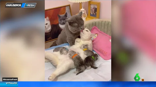 La adorable estampa familiar de estos felinos: así se besan los papás mientras la mamá amamanta a sus gatitos La adorable estampa familiar de estos felinos: así se besan los papás mientras la mamá amamanta a sus gatitos