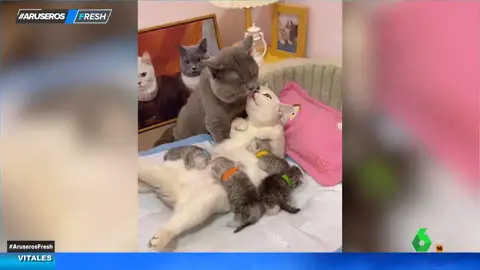La adorable estampa familiar de estos felinos: así se besan los papás mientras la mamá amamanta a sus gatitos
