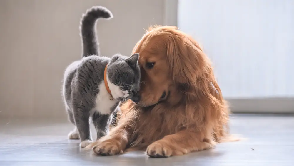 Perro y gato Perro y gato