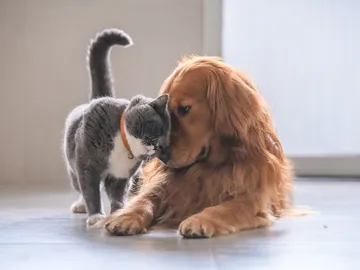 Perro y gato Perro y gato