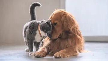 Perro y gato Perro y gato