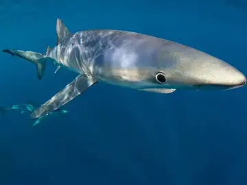 Los depredadores marinos sufriran gran perdida de habitat para 2100 por la crisis climatica Los depredadores marinos sufriran gran perdida de habitat para 2100 por la crisis climatica