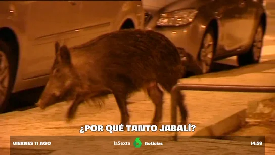 jabalies jabalies