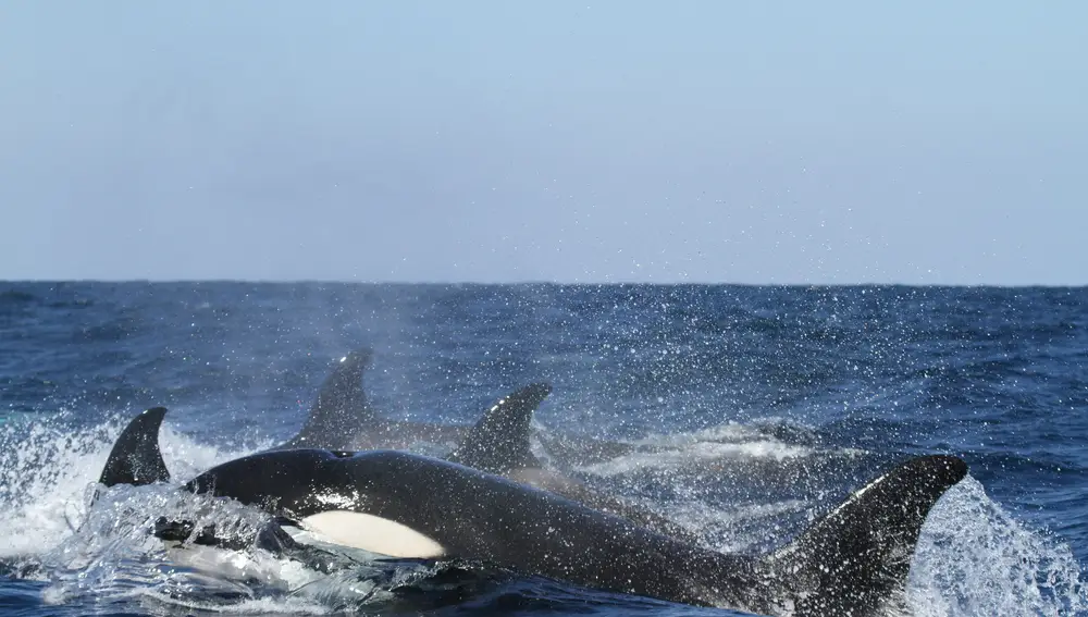 Una manada de orcas Una manada de orcas