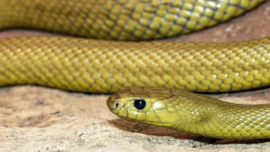 Cuál es la serpiente más venenosa del mundo Cuál es la serpiente más venenosa del mundo