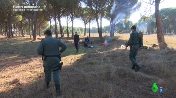 "Le han dado palizas a compañeros": un trabajador alerta sobre las prácticas de los ladrones furtivos de piñas en Zamora