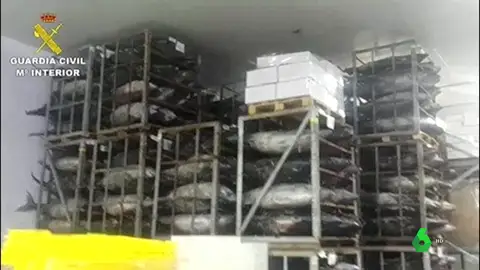Intoxicaciones por atún: así dio la Guardia Civil con una empresa que almacenaba 35 toneladas congeladas listas para su venta como "fresco"