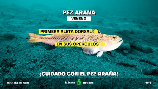 Pez araña Pez araña